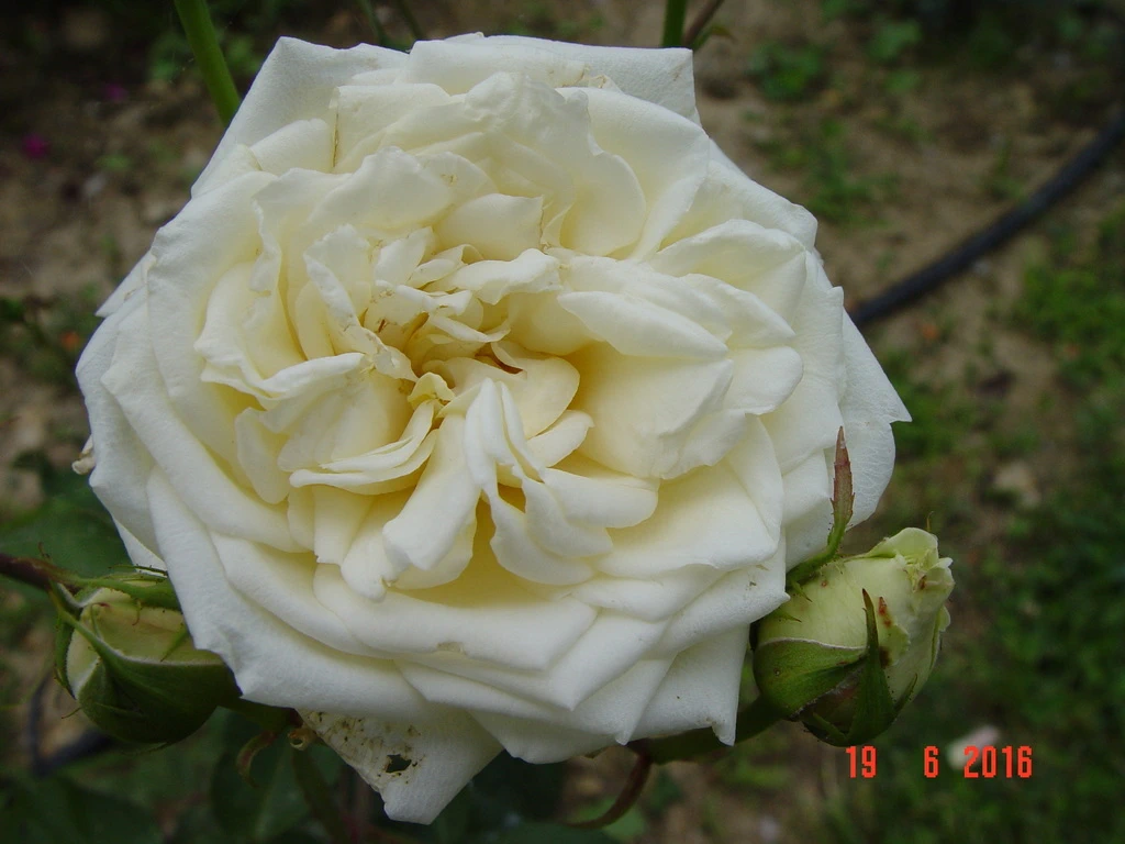 Alabaster