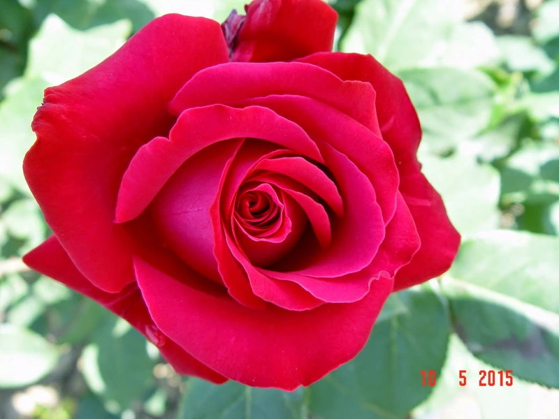 Alecs_Red