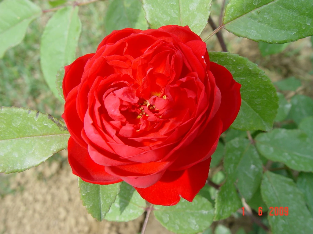 Benjamin_Britten