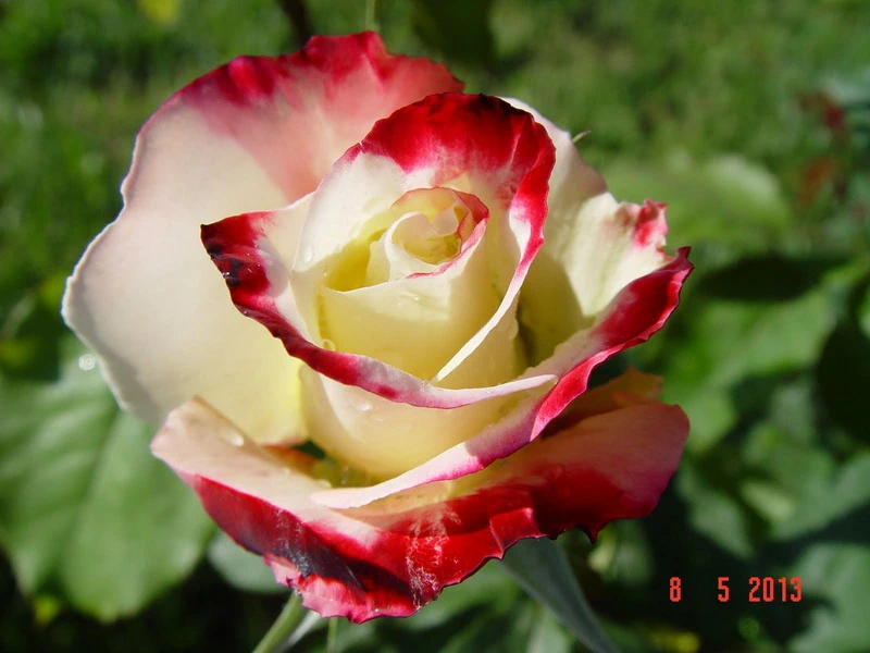 Double_delight