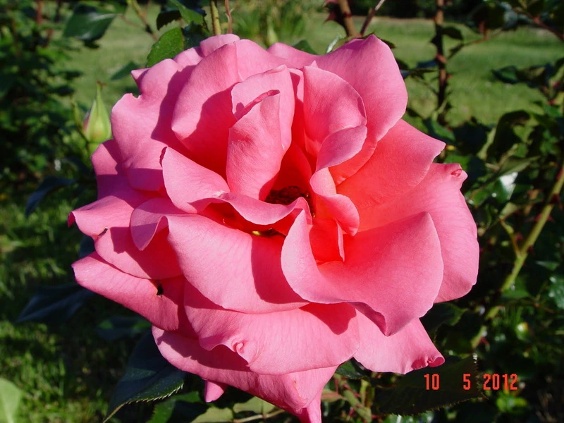 Fragrant_Alizze