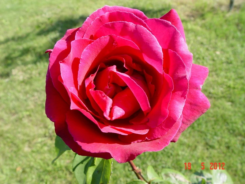 Ljuba_Rizzoli