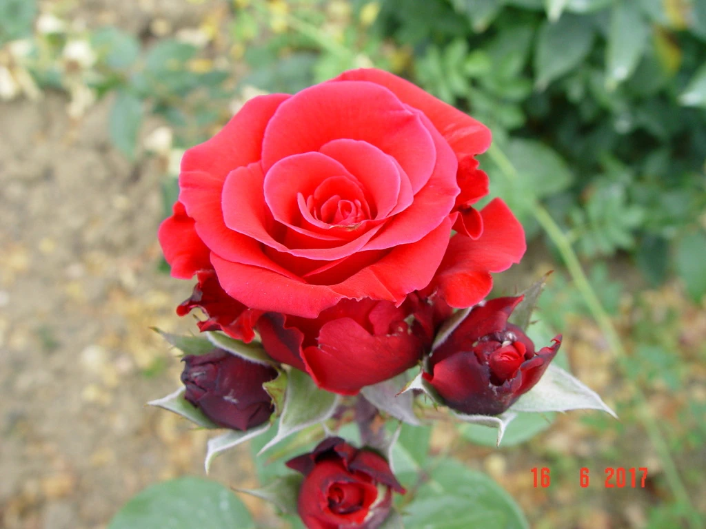 Red_Berlin