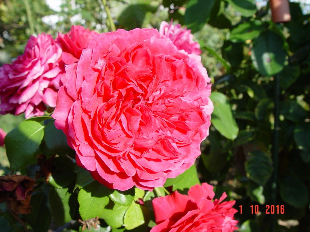 Red_Leonardo_da_Vinci