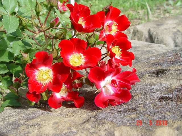 Red_Meidilland