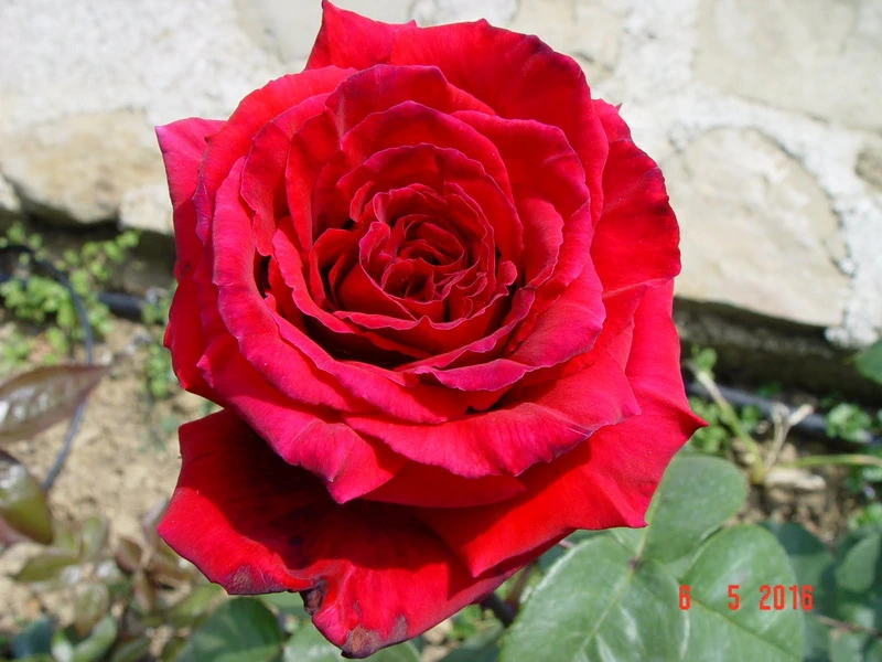 Reine_des_Parfums