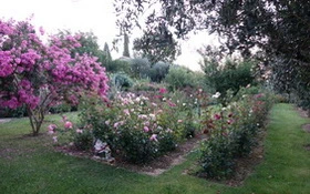 Rožni_vrt z cvetočo Lagestremijo