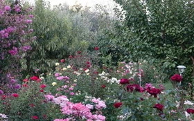 Rožni vrt v razcvetu